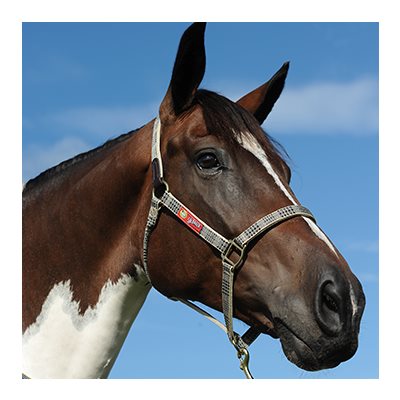 BAKER HALTER POLYPROP WEBBING PONY