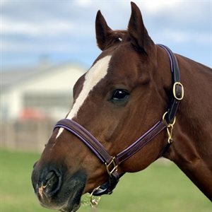 SAGE FAMILY LEATHER HAVANA HALTER WITH PURPLE PADDING 