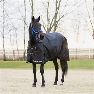 HORSE RAIN HORSE BACK ON TRACK 